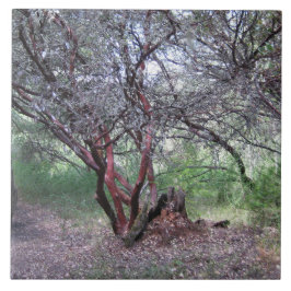 Manzanita Träd Kakelplatta