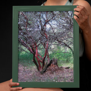 Manzanita Träd Poster