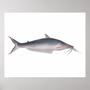Mapará Poster