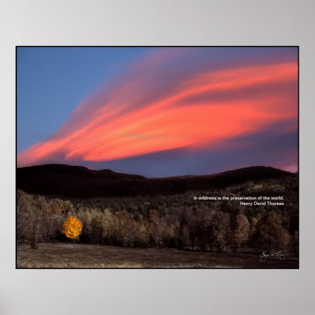 Maple Ablaze vid Sunset: Thoreau Wilness Poster (Framsidan)