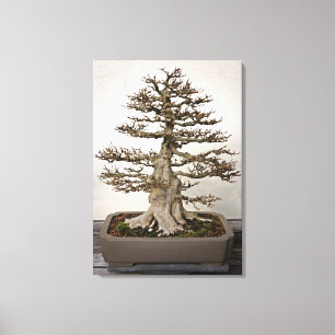 Maple Bonsai Träd Canvastryck