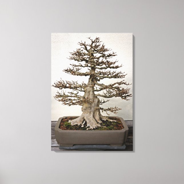 Maple Bonsai Träd Canvastryck (Framsida)