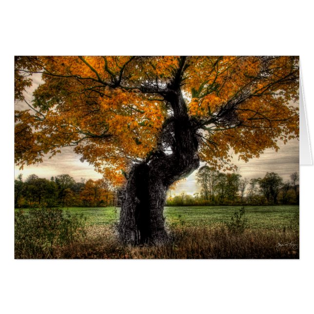 Maple Giant: kort (Framsidan Horizontal)