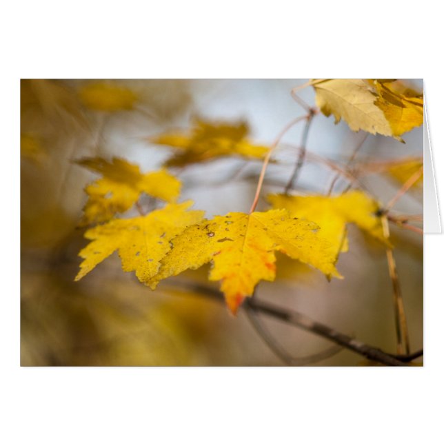 Maple glöd hälsningskort (Framsidan Horizontal)