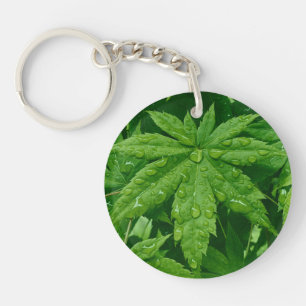 Maple i Vår