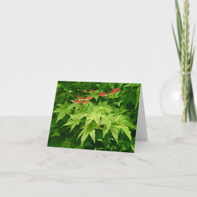 Maple i Vår Helgkort (Framsida)