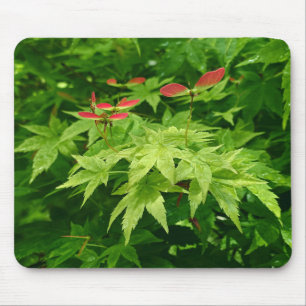Maple i Vår Musmatta