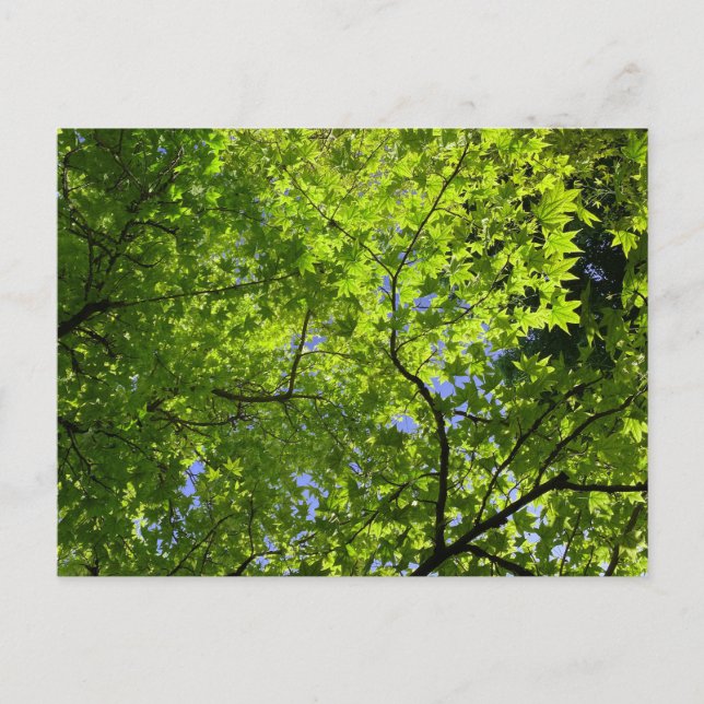 Maple i Vår Vykort (Framsida)