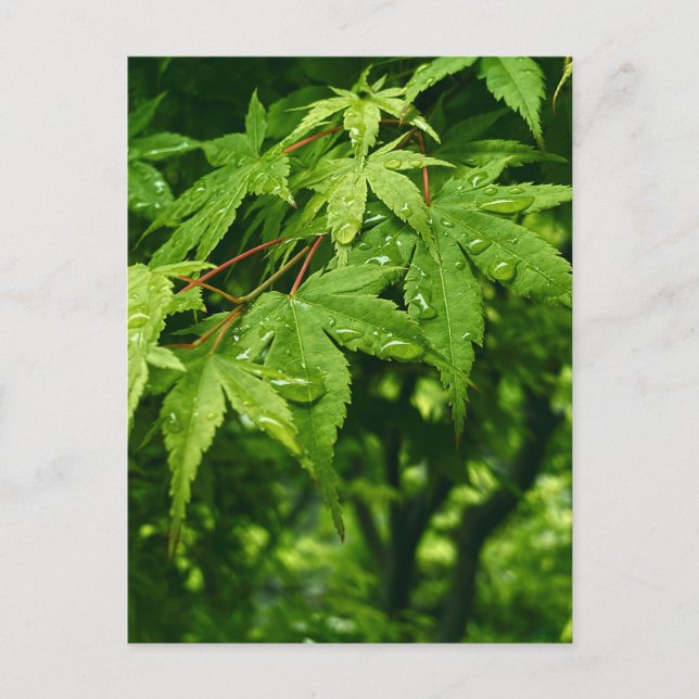 Maple i Vår Vykort (Framsida)