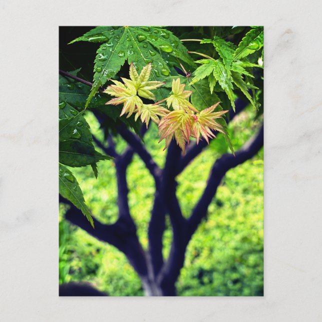 Maple i Vår Vykort (Framsida)