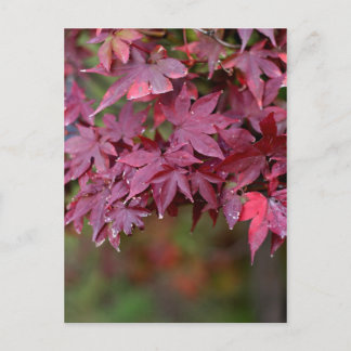 Maple I Vykort