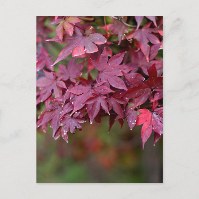 Maple I Vykort (Framsida)