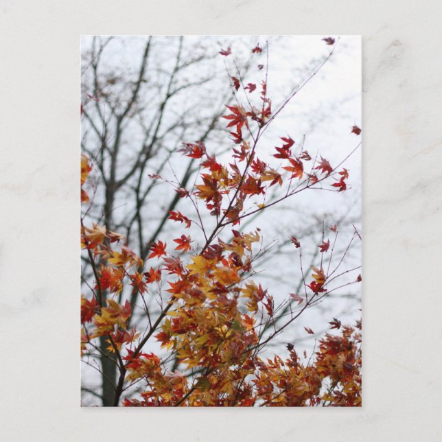 Maple II Vykort (Framsida)