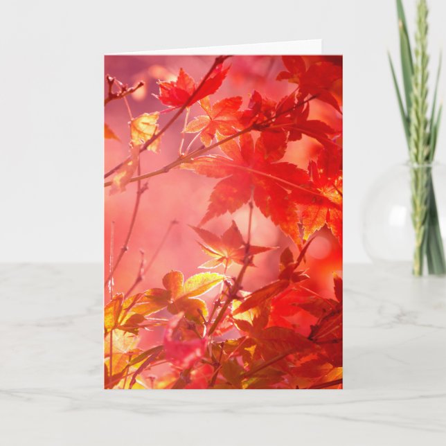 Maple Kort (Framsida)