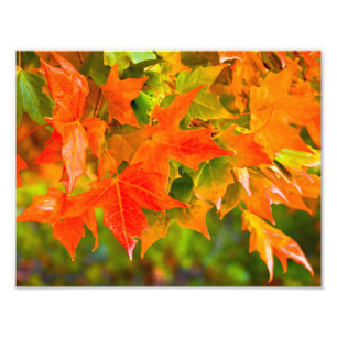 Maple Löv Dance Fototryck