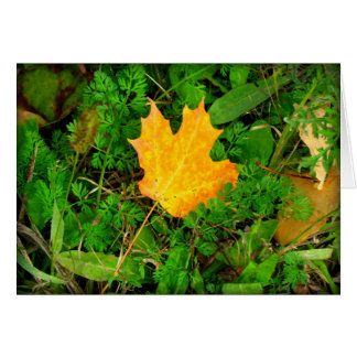 Maple Löv Hälsningskort