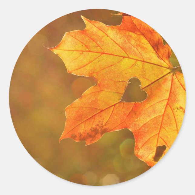 Maple Löv Heart Runt Klistermärke (Framsida)