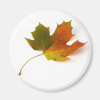 Maple Löv Magnet