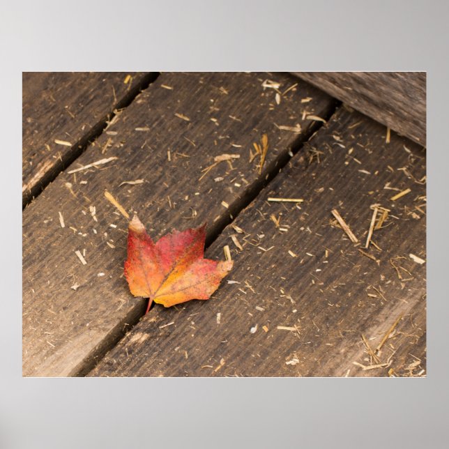 maple löv minimalistisk fallfoto poster (Framsidan)