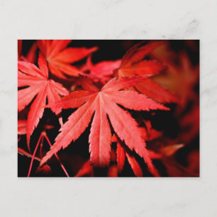 Maple Löv - Red Vykort