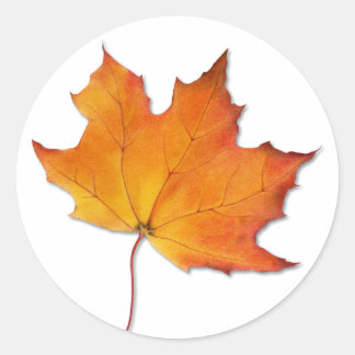 Maple Löv Sticker Runt Klistermärke