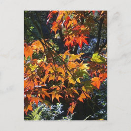 Maple Löv vycard Vykort