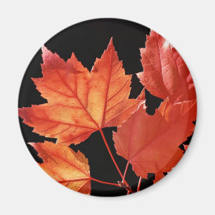 Maple Lövs Magnet