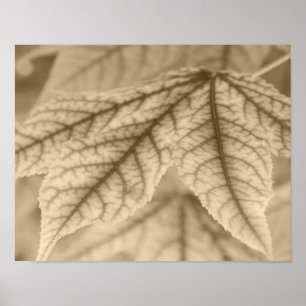 Maple Lövs Poster