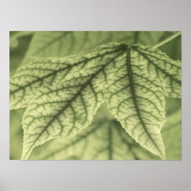 Maple Lövs Poster (Framsidan)
