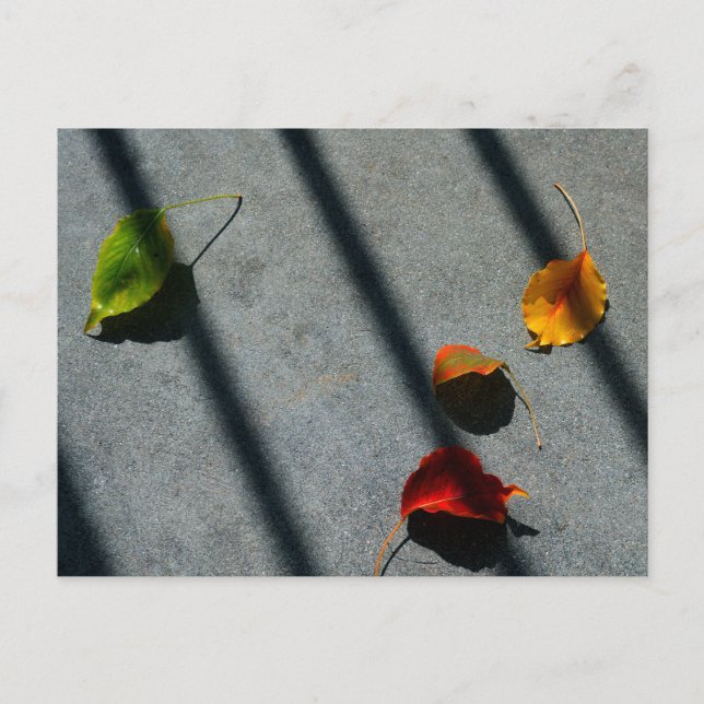 Maple Lövs Vykort (Framsida)