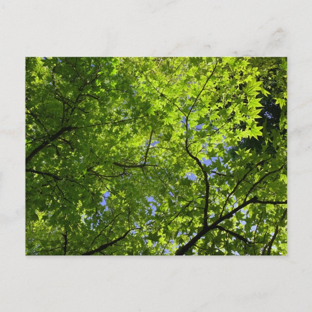 Maple på sommaren vykort (Framsida)