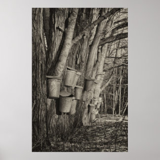 Maple-sprup-tid Poster