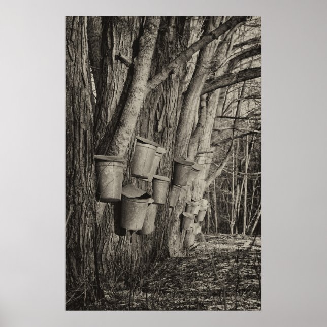 Maple-sprup-tid Poster (Framsidan)