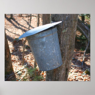 Maple Sugar Bucket på Träd Poster
