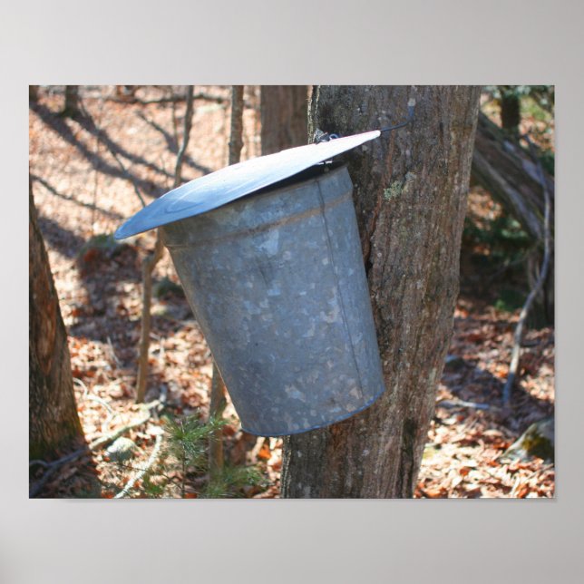 Maple Sugar Bucket på Träd Poster (Framsidan)