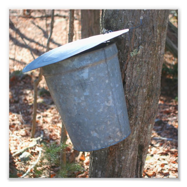 Maple Syrup Sugar Sap Bucket på Träd 8 x 8 Fototryck (Framsidan)