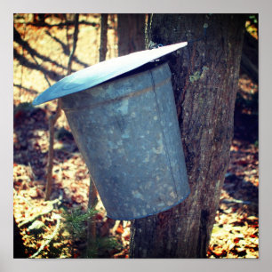 Maple Syrup Sugar Sap Bucket på Träd Poster