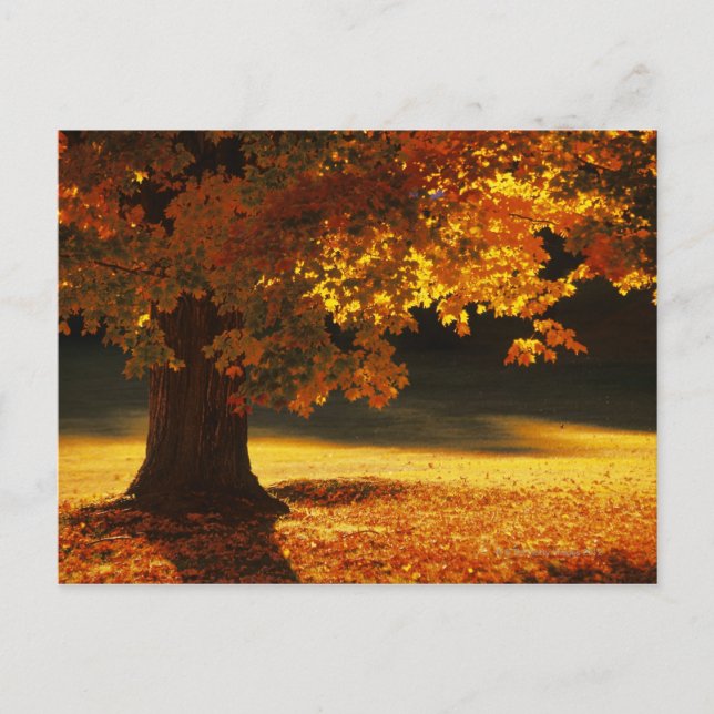 Maple träd, Bennington, Vermont Vykort (Framsida)