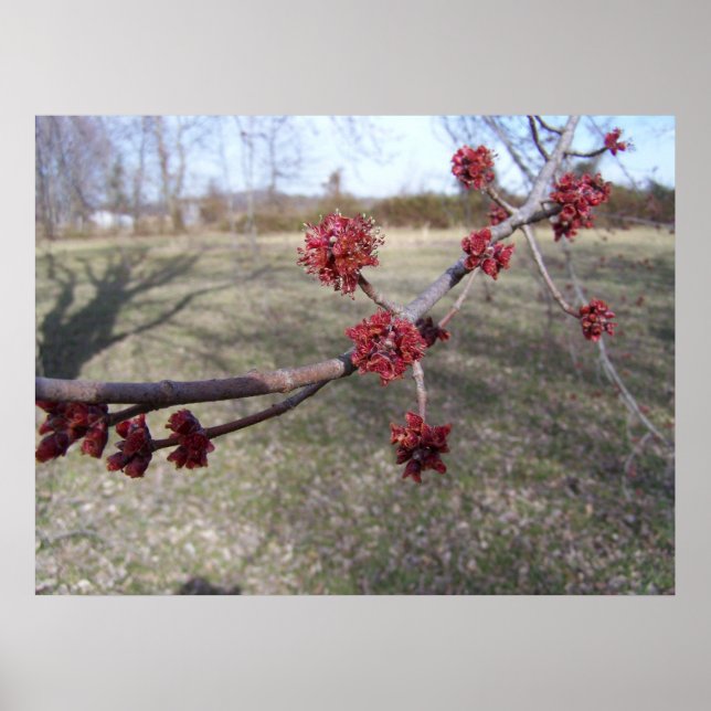Maple Träd Buds Poster (Framsidan)