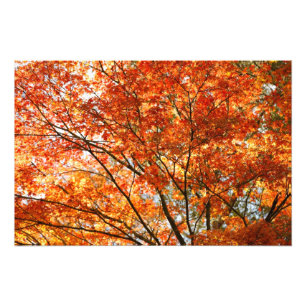Maple träd foliage fototryck