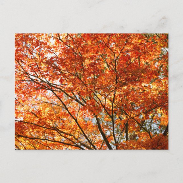 Maple träd foliage vykort (Framsida)