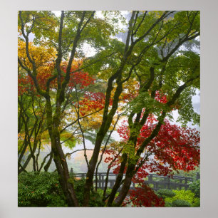 Maple Träd Höst färger på japanska Garden Poster