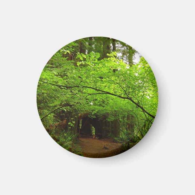 Maple Träd i Redwood Forest Magnet (Framsidan)