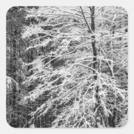 Maple Träd i Snö Fyrkantigt Klistermärke