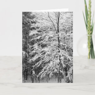 Maple Träd i Snö Helgkort