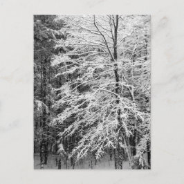 Maple Träd i Snö Vykort