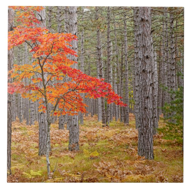 Maple Träd med Autumn Färg Kakelplatta (Framsidan)