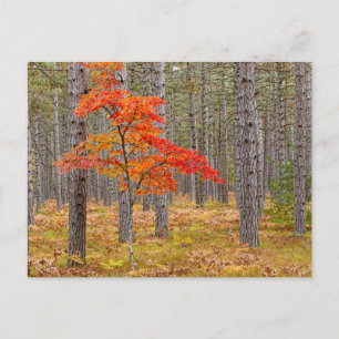 Maple Träd med Autumn Färg Vykort