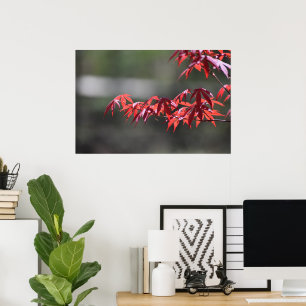 Maple Träd Poster