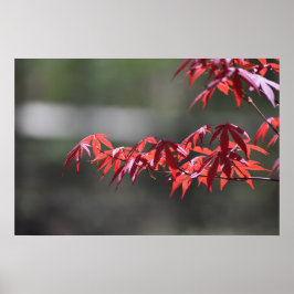 Maple Träd Poster